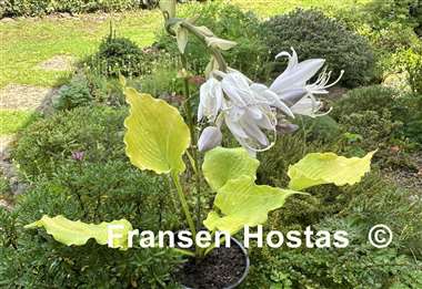 Hosta Echo the Sun